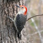 woodpecker trainer